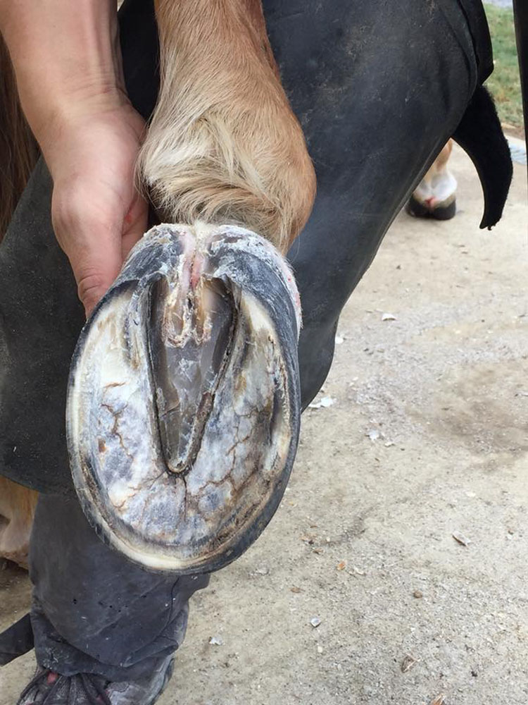 Clinique Equine de Sers - Dentisterie